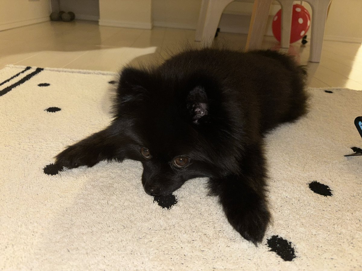 黒ポメラニアンのぷーちゃん tweet media