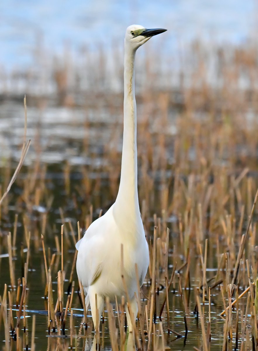 Carl Bovis tweet media