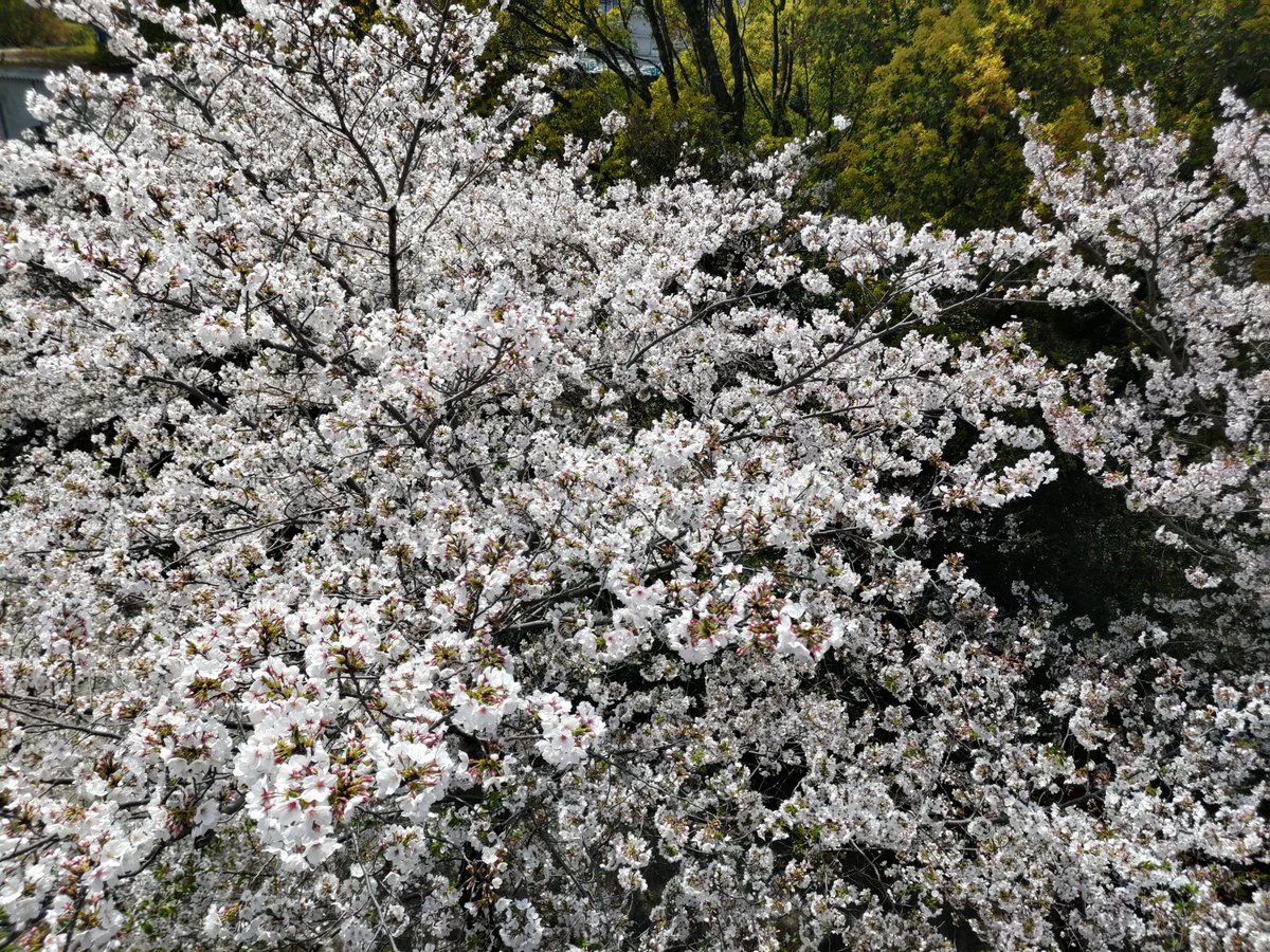 花作りと柴犬翔🌹🌸🐶 tweet media