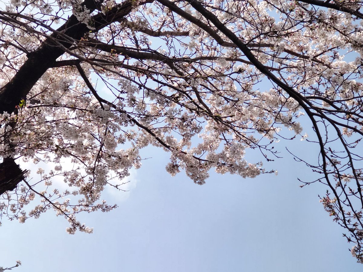 花作りと柴犬翔🌹🌸🐶 tweet media