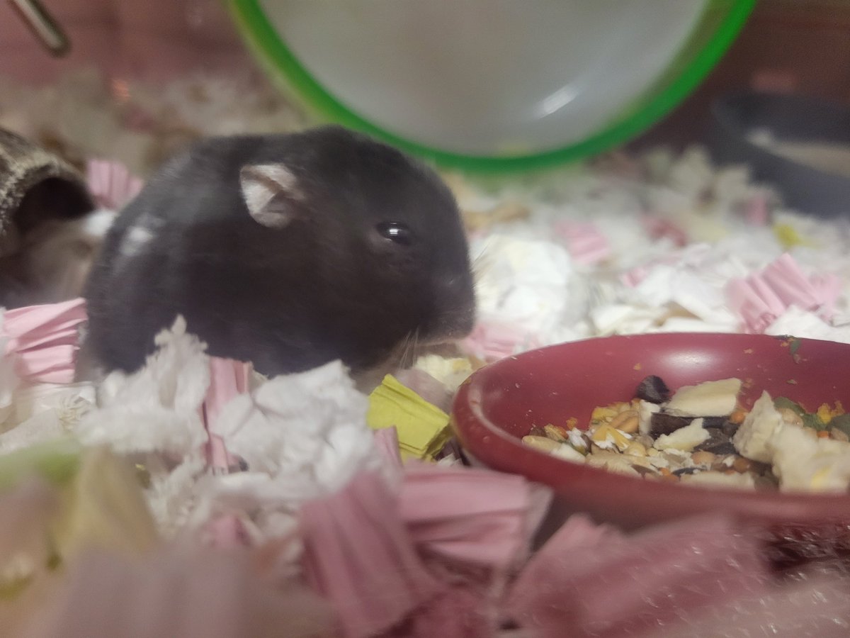 ハム活中こりす tweet media