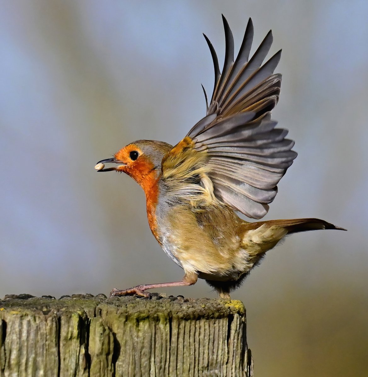 Carl Bovis tweet media