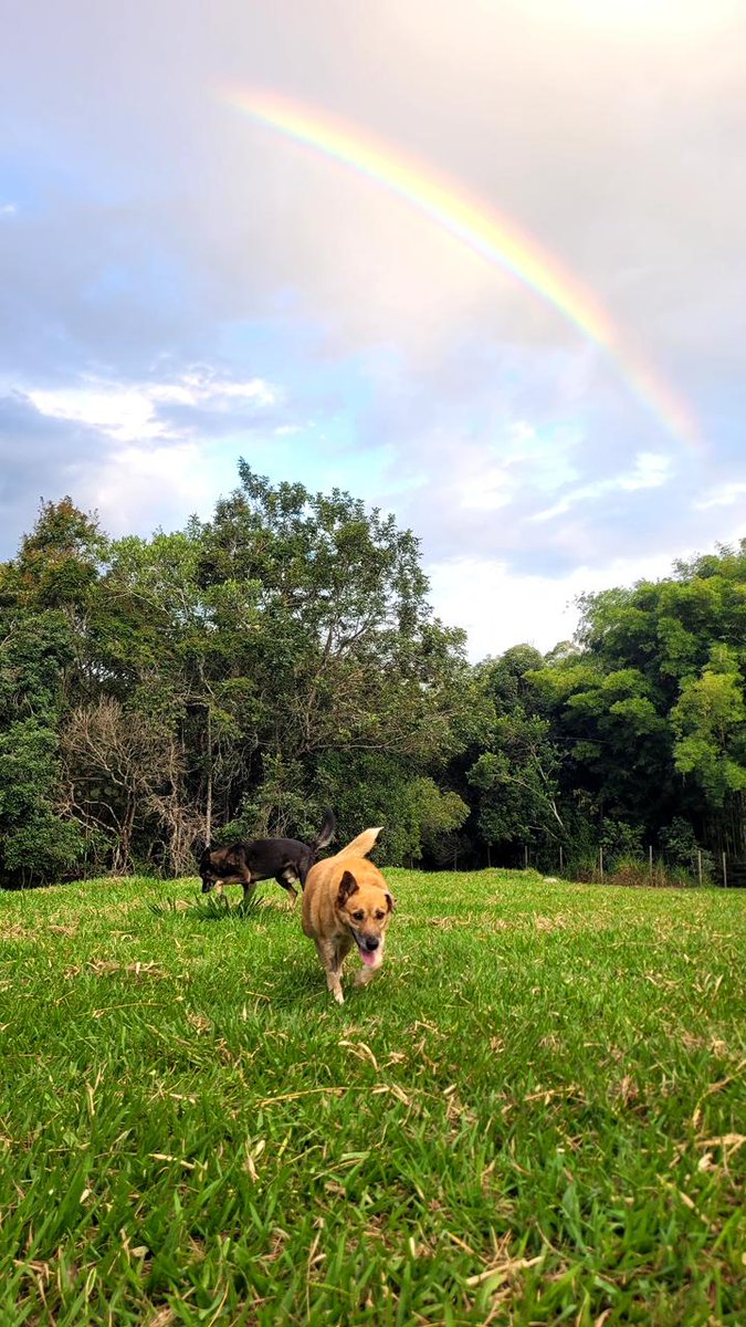 Cãogonhal - Proteção Animal tweet media