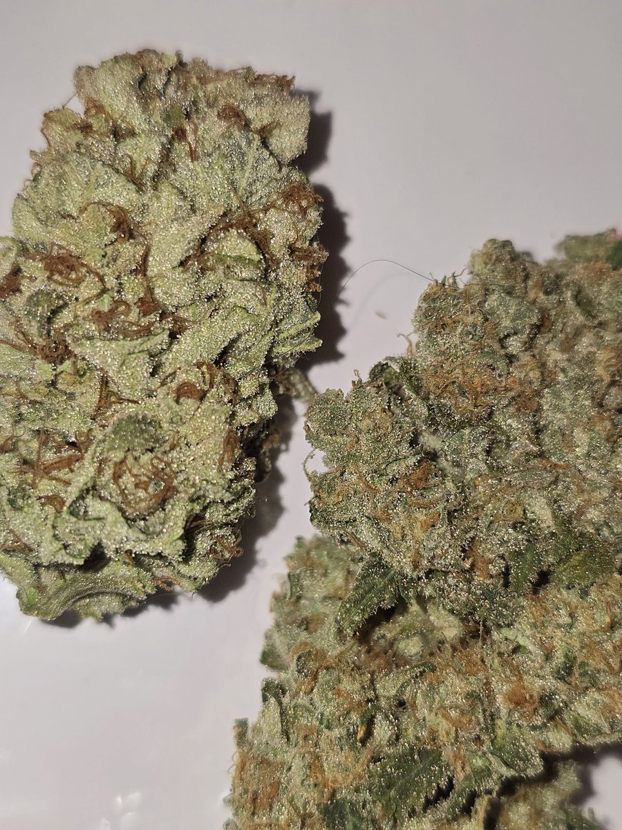 DFI Genetics tweet media