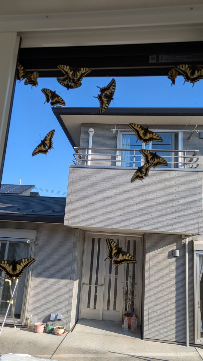 tantopontoshima tweet media