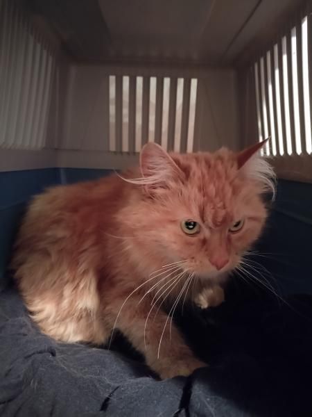 Chat et Compagnie tweet media