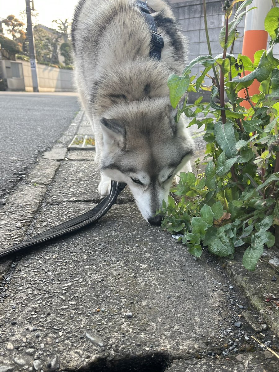 散策中