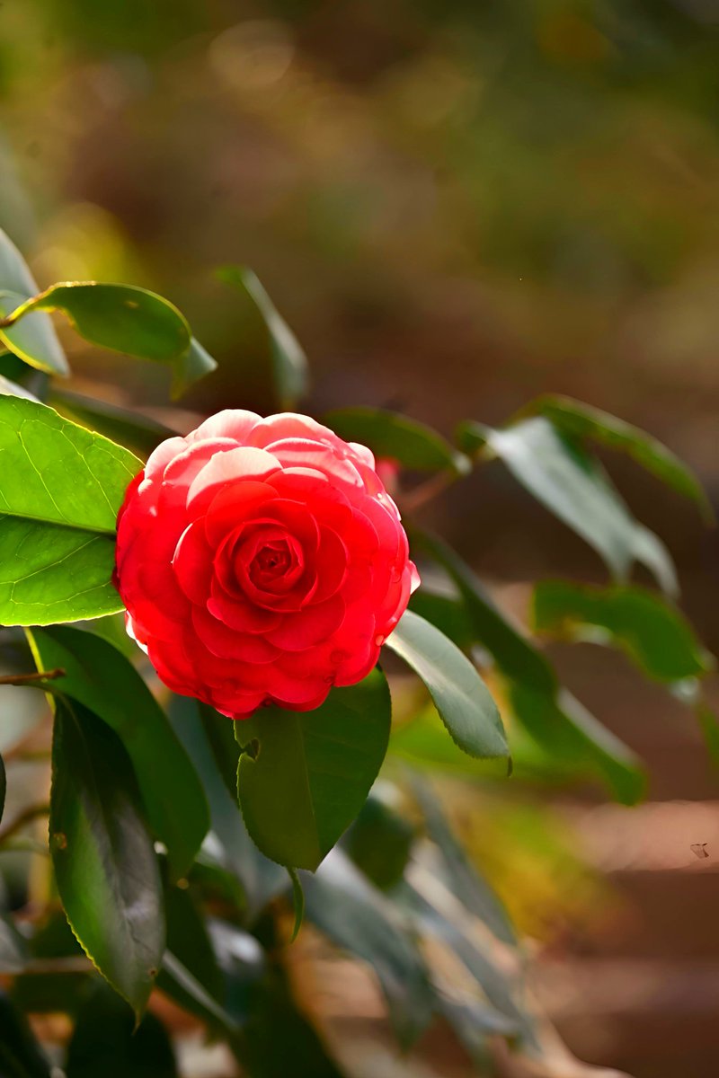 日暮し tweet media