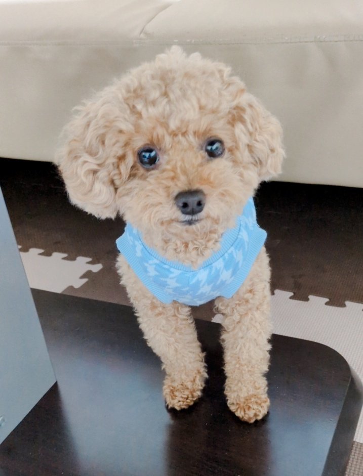 妙きち tweet media