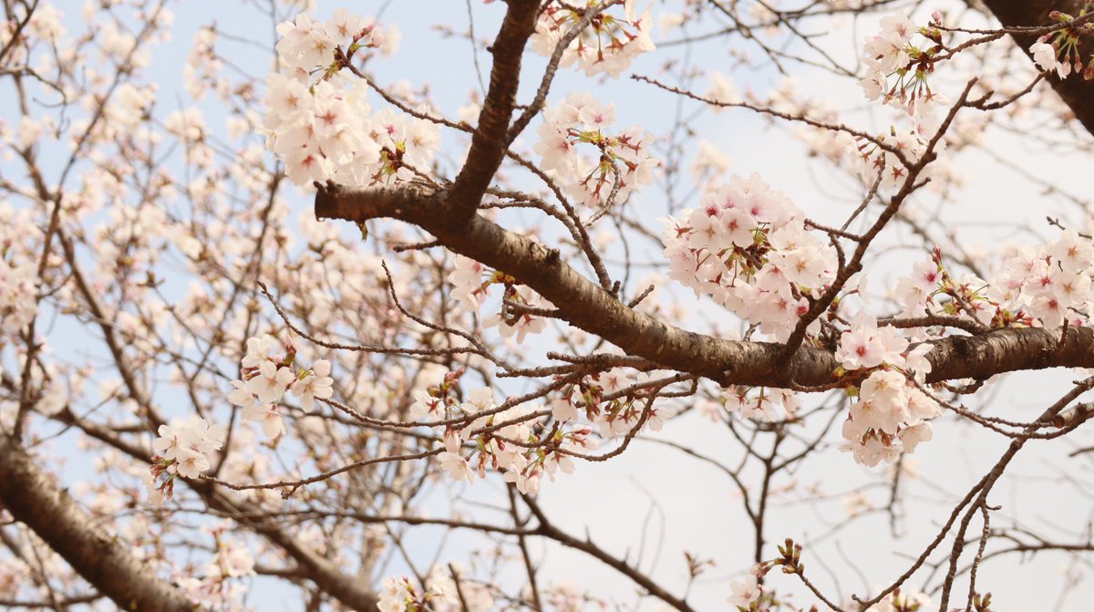 ✂Suu✂ tweet media