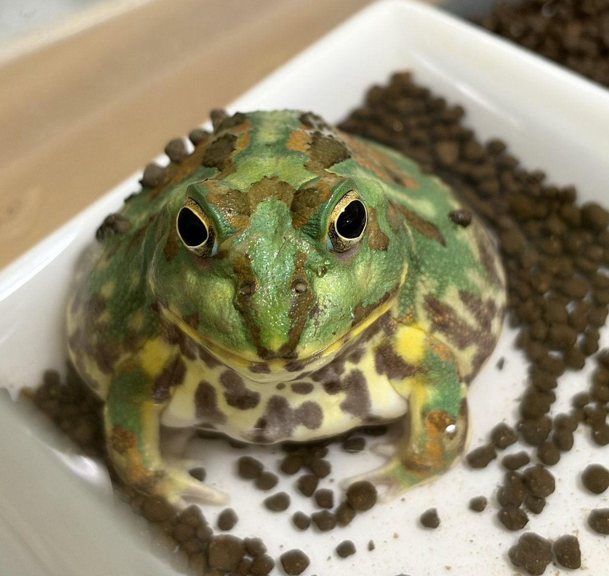 なむやん(⃔ ॑꒳ ॑*)⃕↝🪥 tweet media