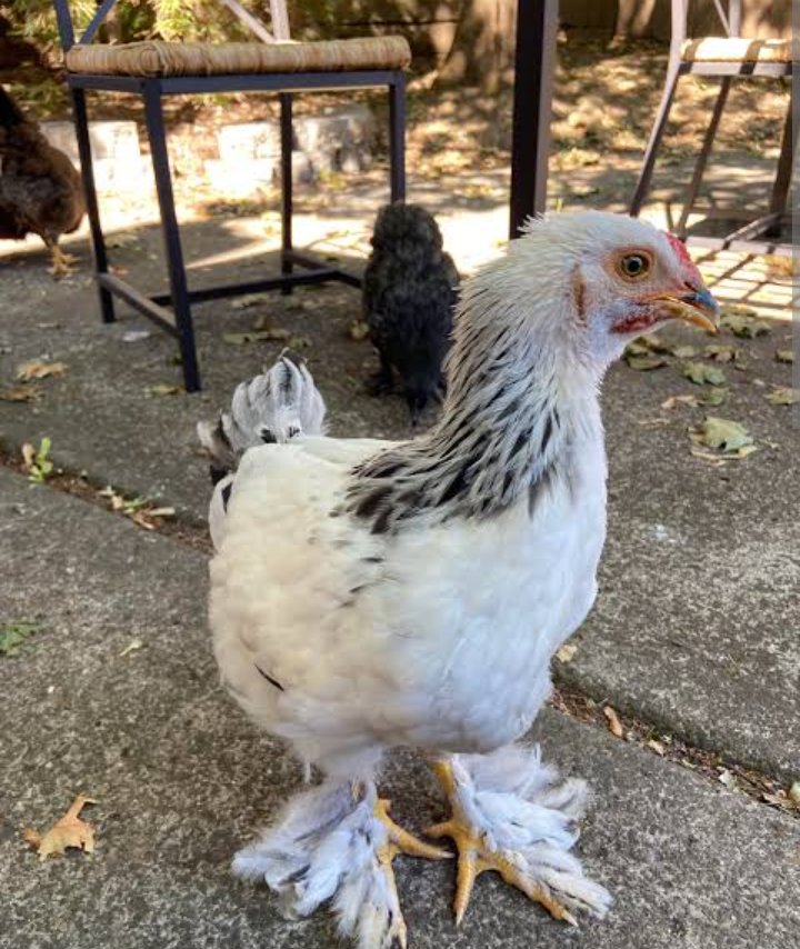 Prideslayer tweet media