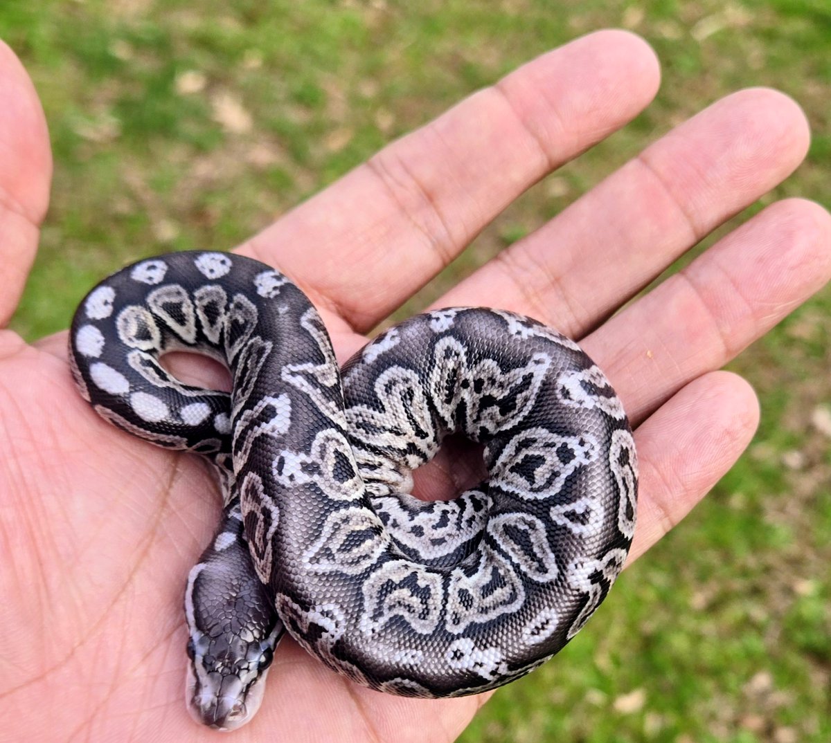 Champion Pythons tweet media