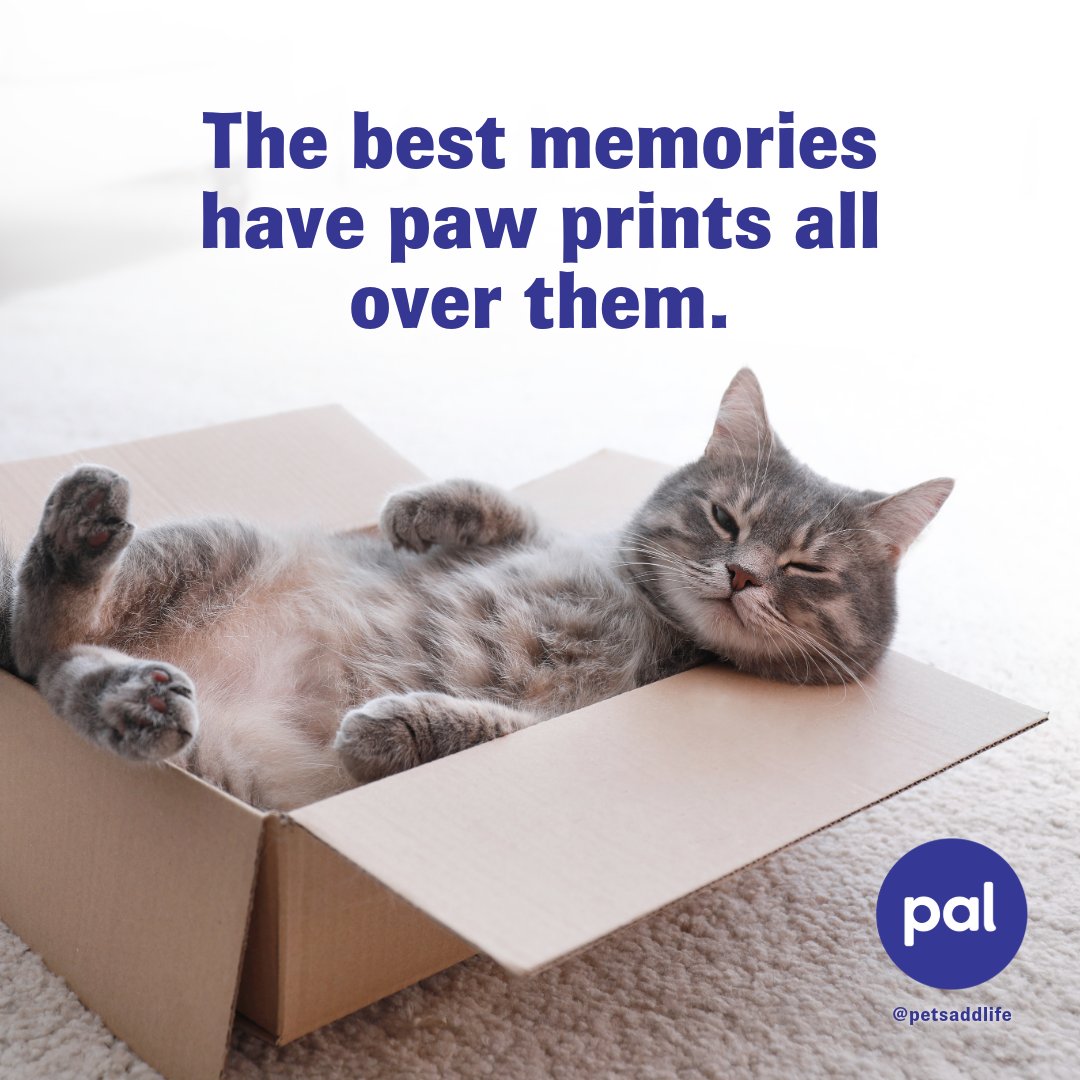 Pets Add Life tweet media
