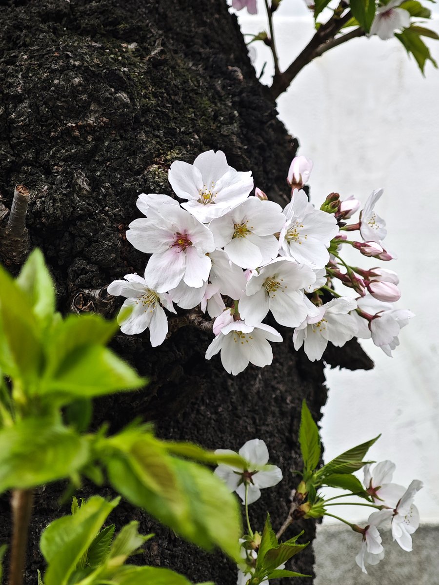 okkayade's tweet photo. おはようございます🌸

#スマホ写真 #胴吹き桜 https://t.co/qEt25jT9XO