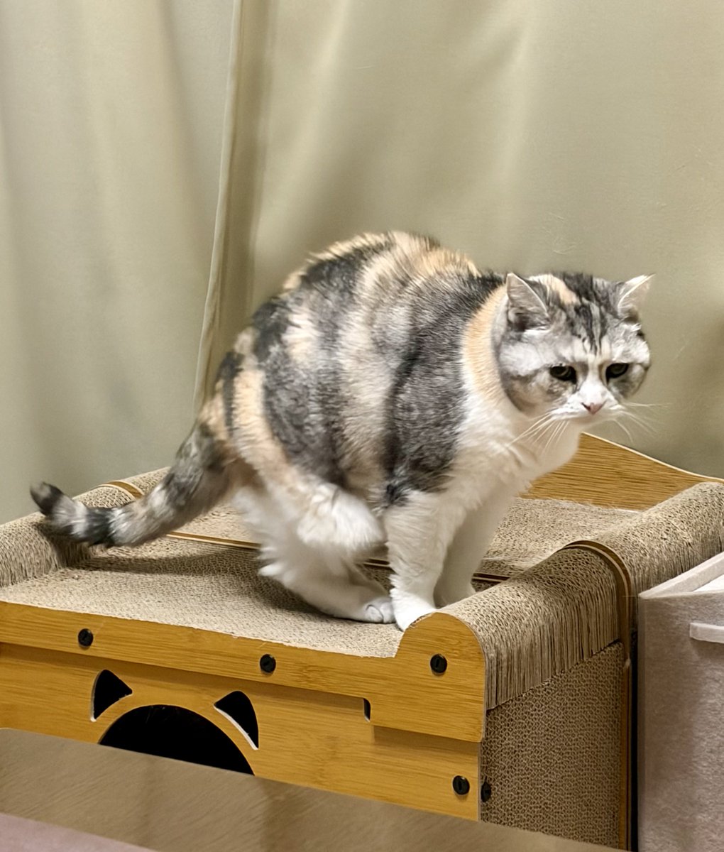 とろふー tweet media