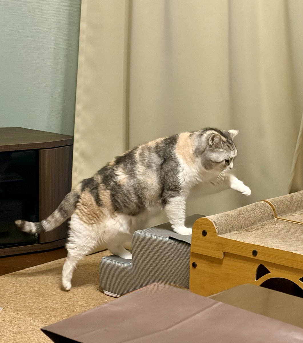 とろふー tweet media