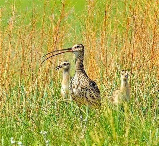 Across Inner Mongolia tweet media