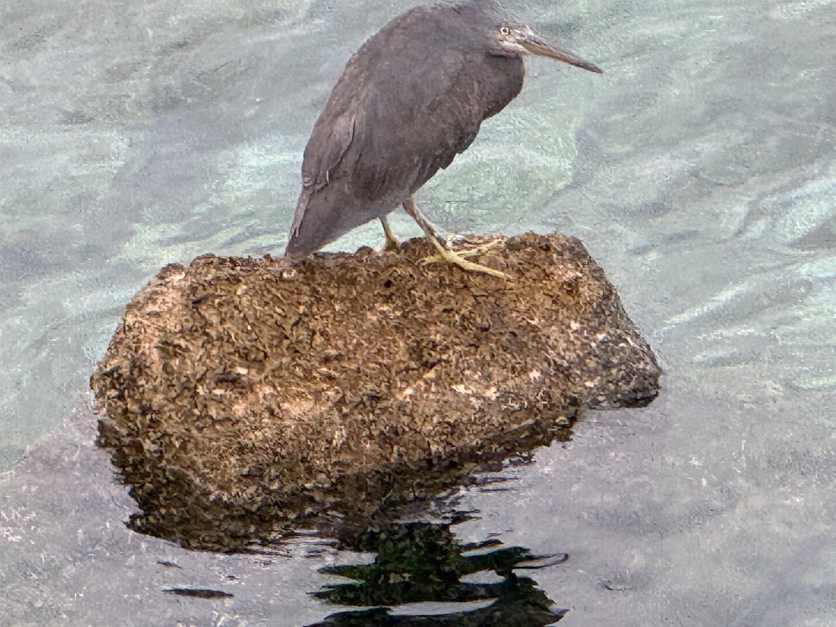 パンテラコーシ🔥🎤 tweet media