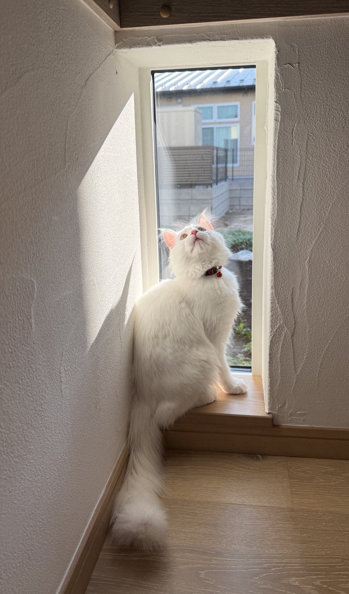 ねことニンゲン (@nekotoningen22) on Twitter photo 