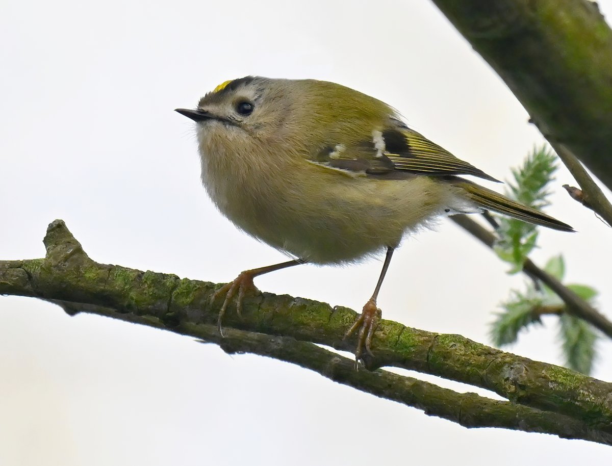 Carl Bovis tweet media