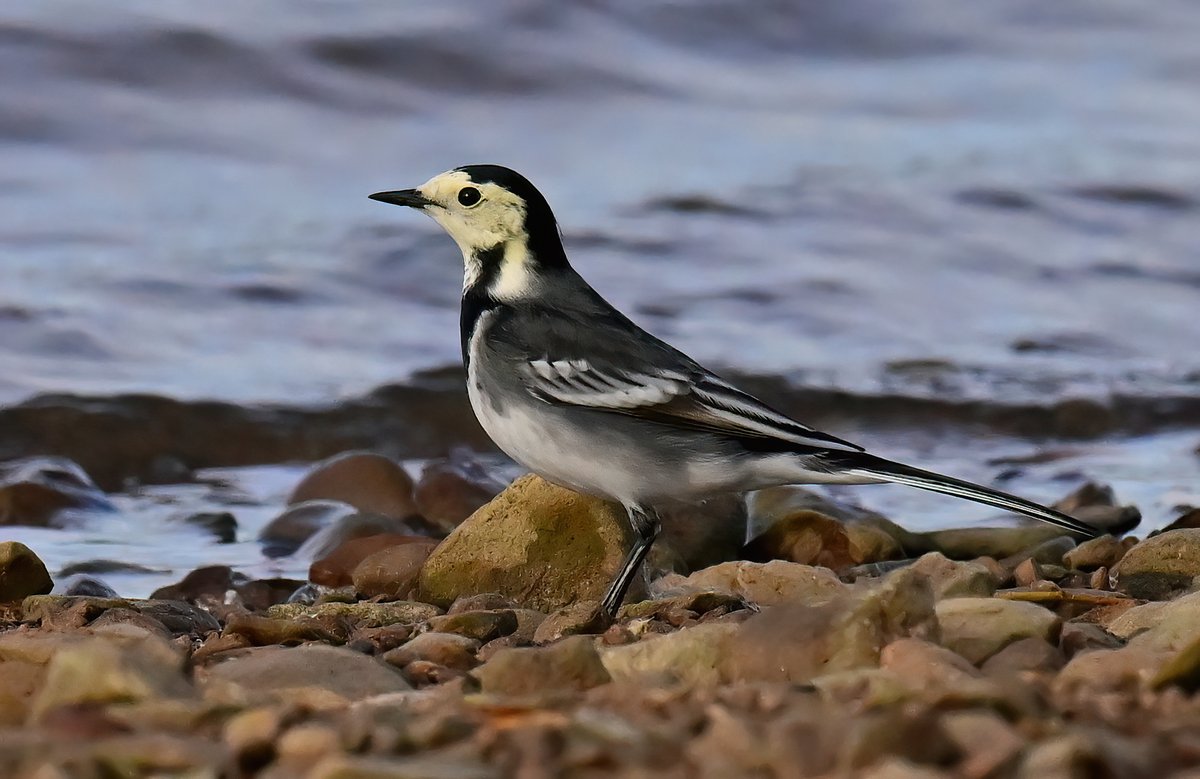 Carl Bovis tweet media