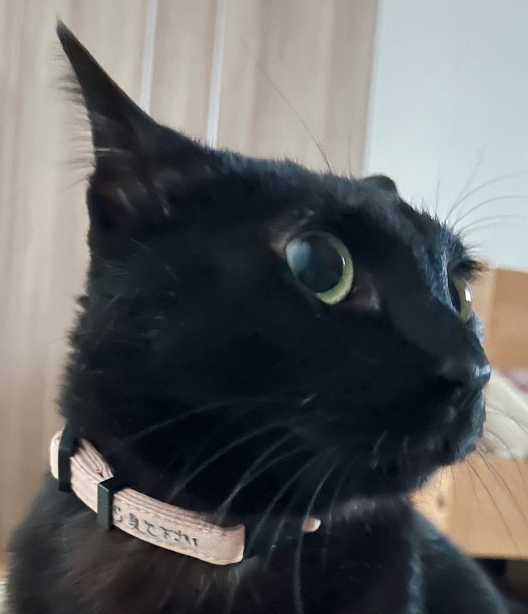 ツブくん(つぶ餡) tweet media