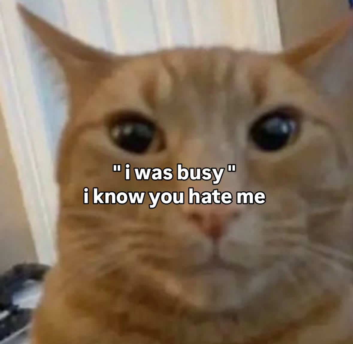 LiterallyMeCats tweet media