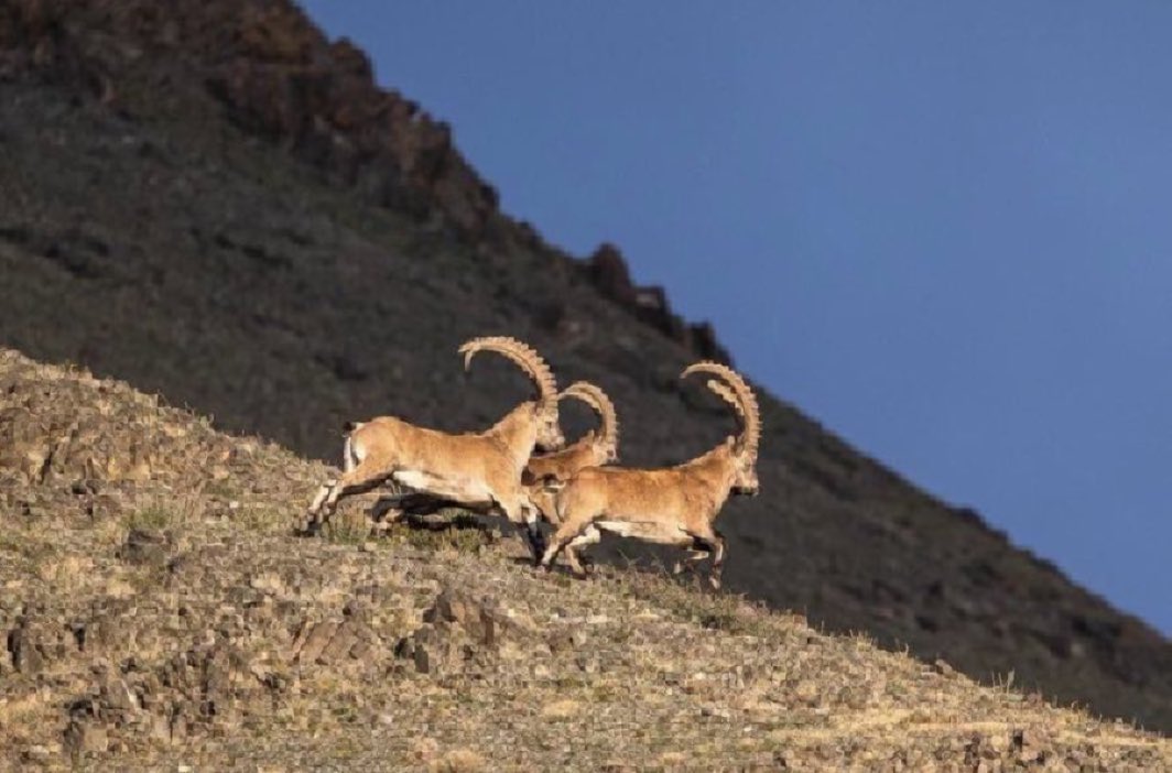 Saikhanjargal tweet media