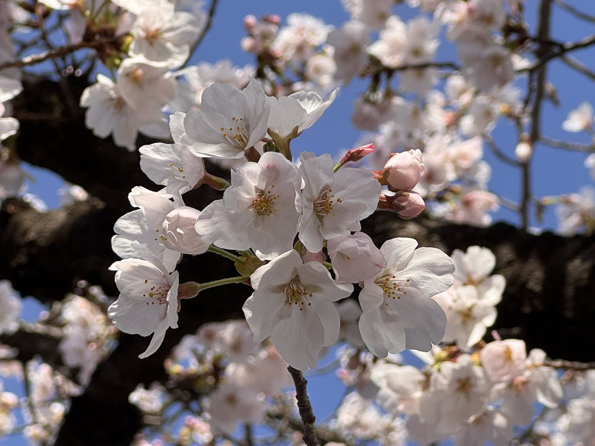 桜小路 tweet media