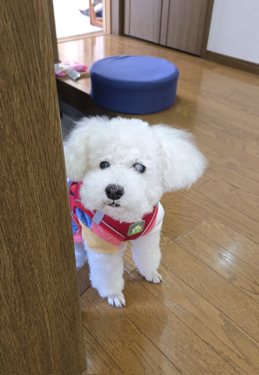 僕リュウです🐾❣️🐾 tweet media