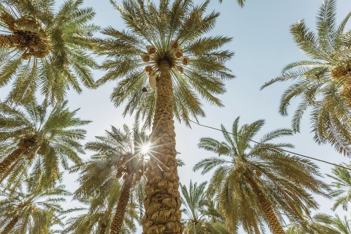 جريدة الرياض tweet media