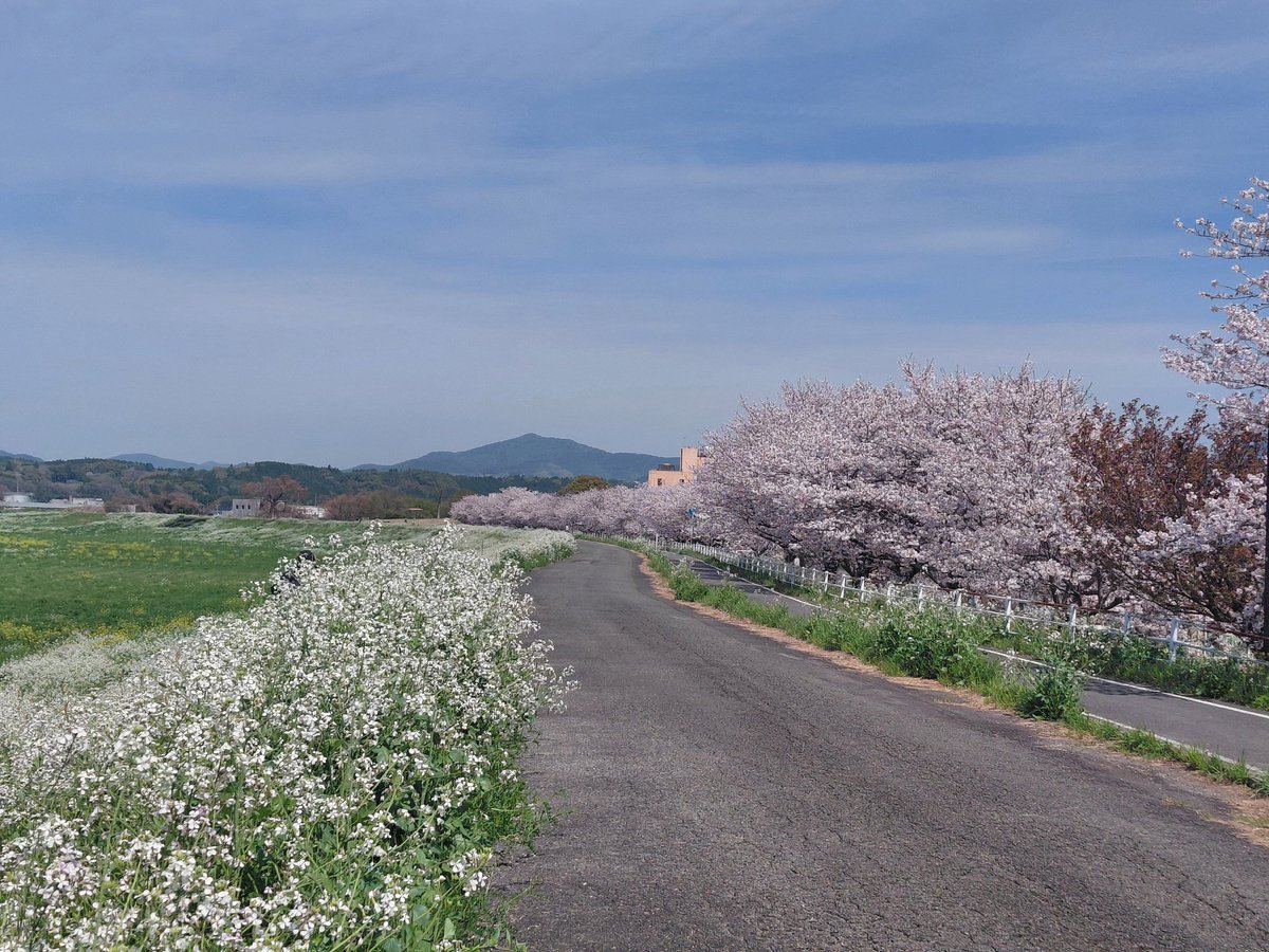 homeopathy00's tweet photo. 訪問看護の道すがら、春らしい景色に出会いました
熊本県山鹿市の河川敷沿いです https://t.co/Gler5325JY