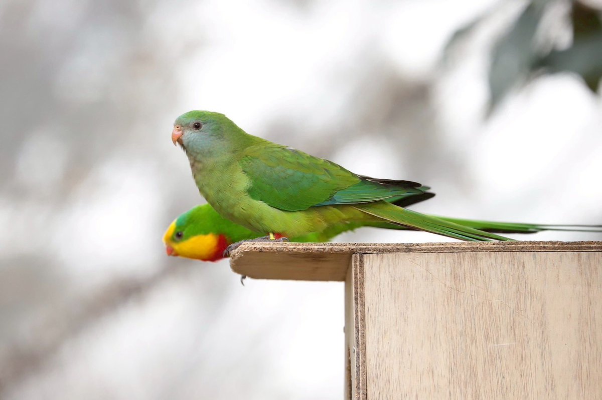 kbird_official's tweet image. 巣箱の上にミカヅキインコ🦜🦜
ふたりで見張り中かな👀？

#ミカヅキインコ
#ペア
#ここに決めた🏠
#本日開園中
#キャンベルタウン野鳥の森