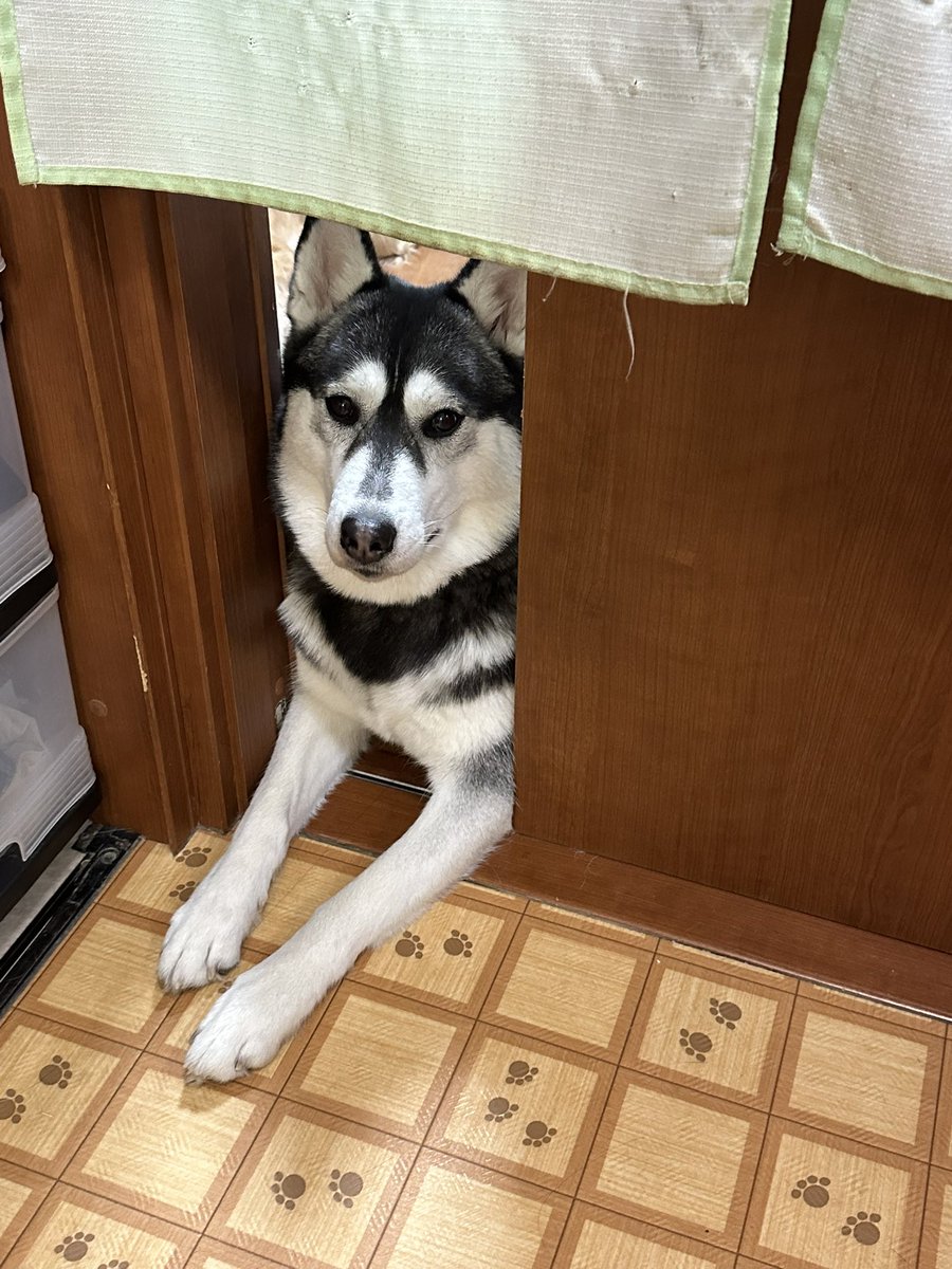 【Μοκο】 tweet media