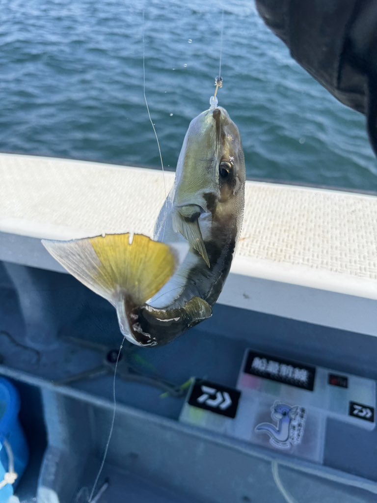 たかのいくま tweet media