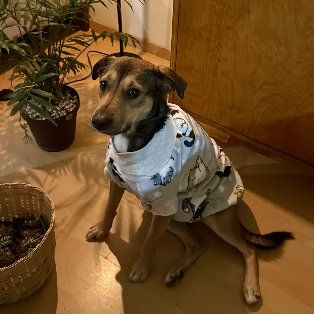 Miroslava tweet media