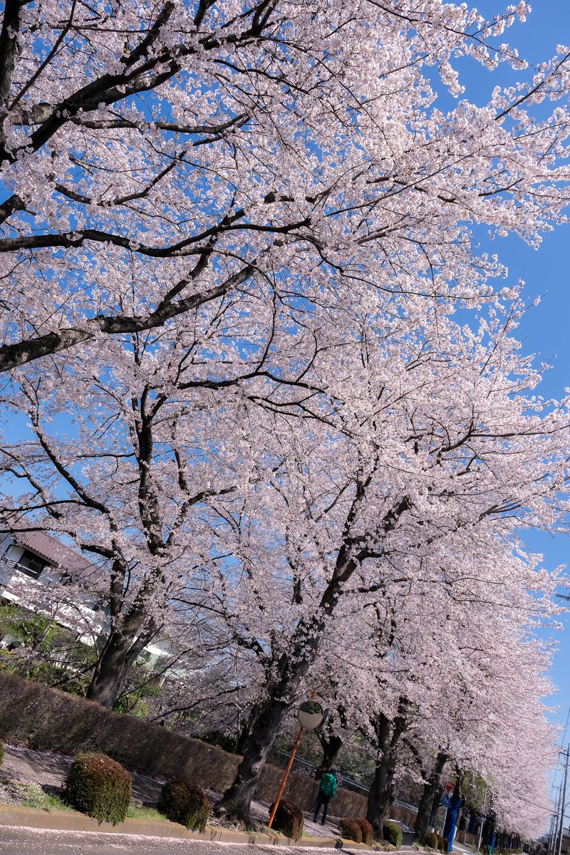 🍀5leafcloverC🍀 tweet media