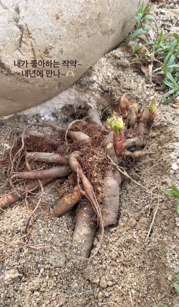 교린이 tweet media