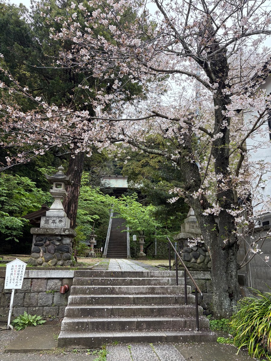 4月3日(金)オープンしています。
ご近所の甘縄神社の桜がもうすぐ散りそうです。当店にお立ち寄りの際は、是非、甘縄神社にも足を延ばしてみてください。
kokeshka.theshop.jp/items/112143669