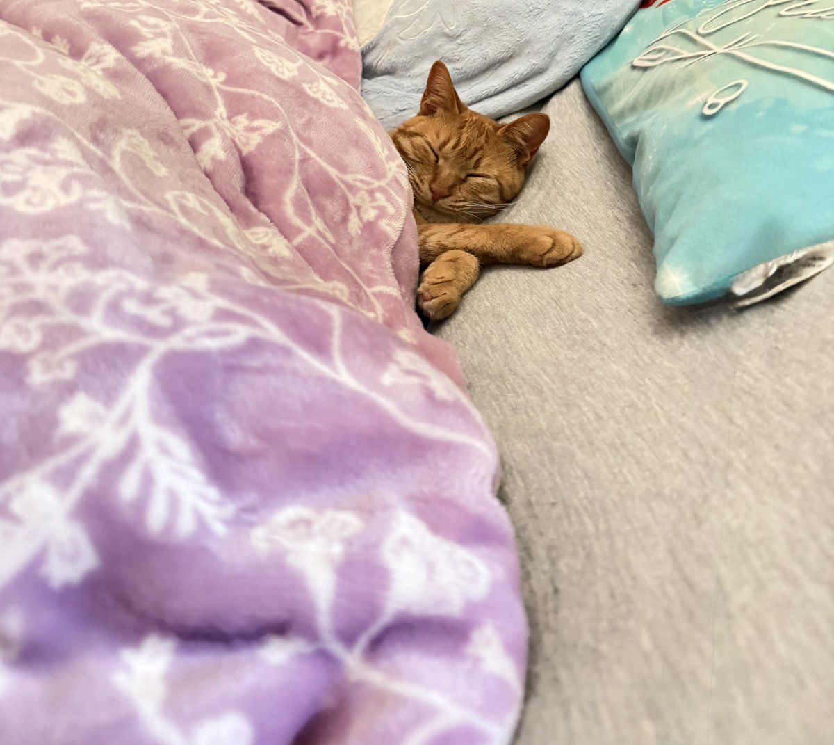 ねこ🐱🏰🐴🐗🍏 tweet media