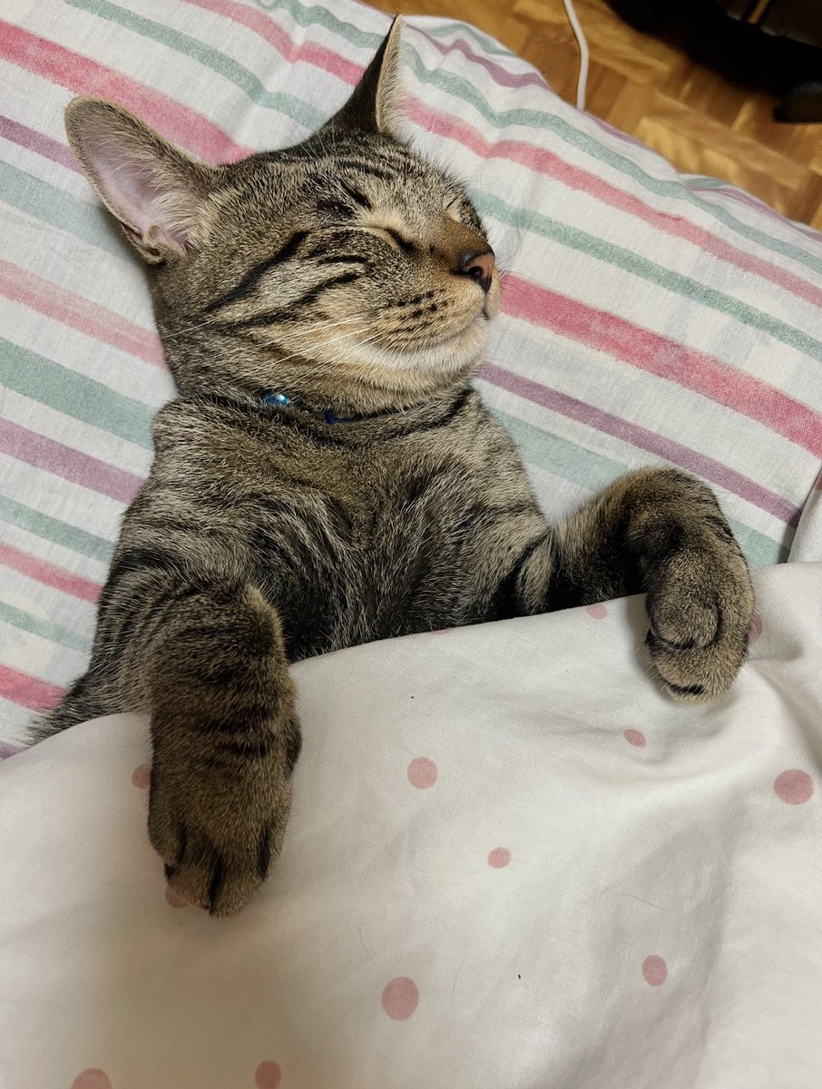 ねこ🐱🏰🐴🐗🍏 tweet media