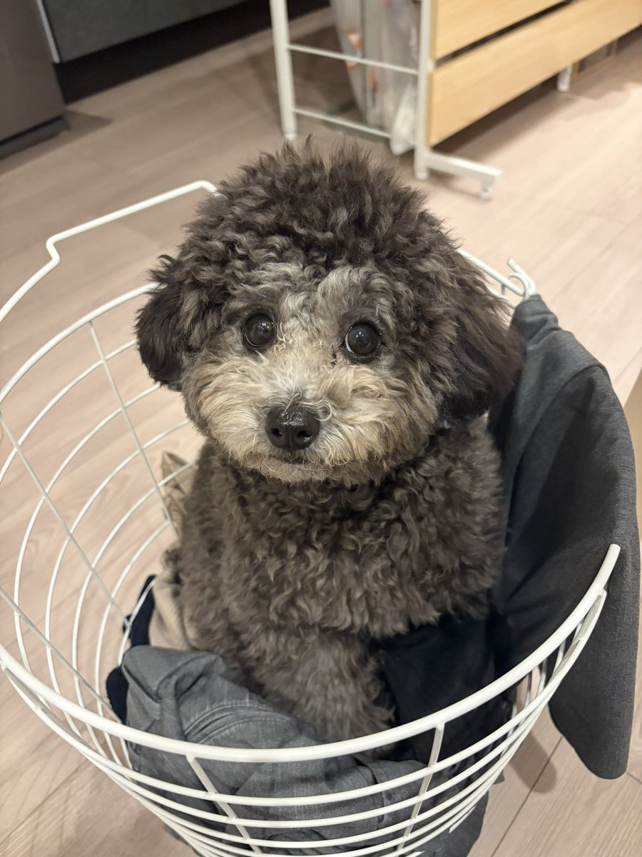 いぬ、ししおうまる tweet media