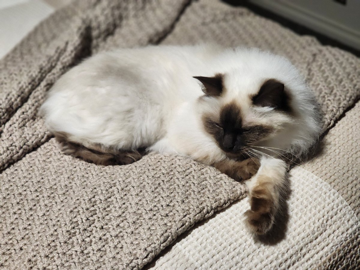 Misato Respector tweet media