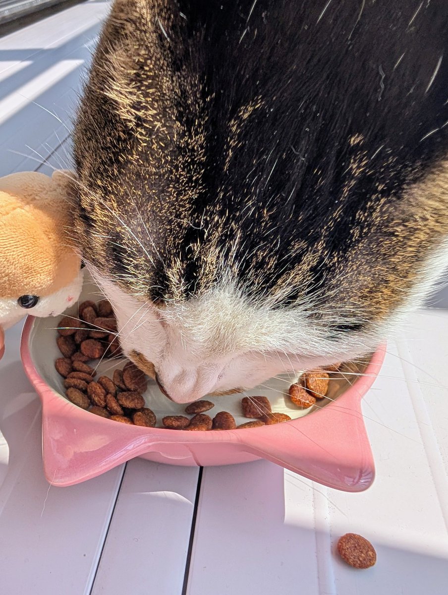 めるち🍚 tweet media