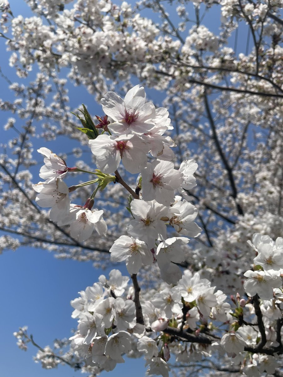 朝狼ツヴァイ🐺🦉🌕人狼系2児のパパさんVtuber tweet media