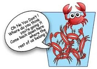 Follow the 🐇 tweet media