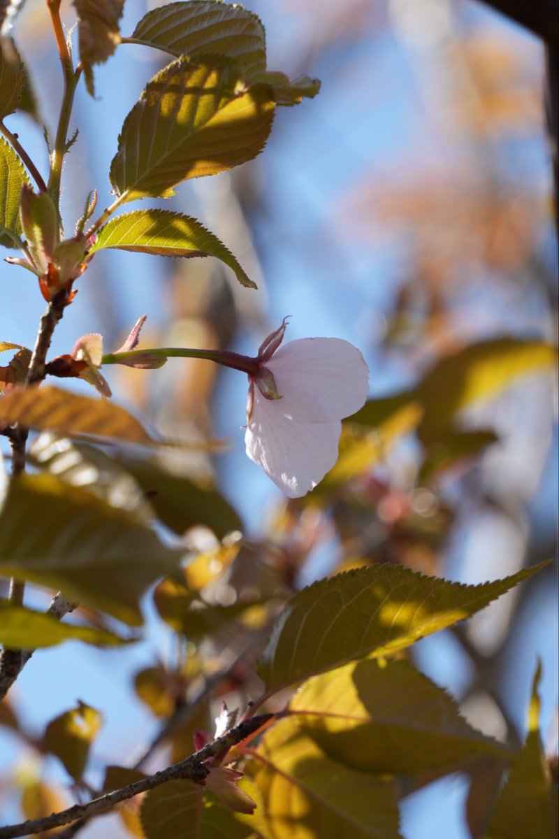 三重県立熊野古道センター tweet media
