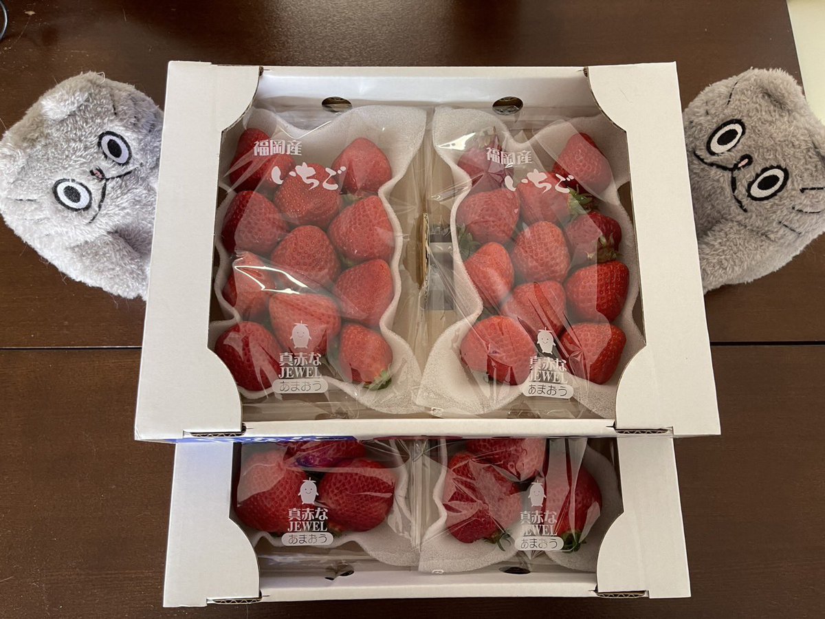 もふ【猫とゲームと食べもの日記】 tweet media