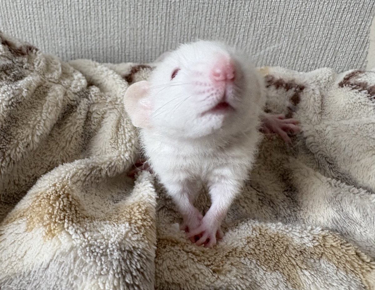 mame_leopa's tweet photo. 7匹の子ラット、唯一の♂🐀

一人暮らしの♂ちゃんの相棒に🤝 https://t.co/NgDAfRn7mS